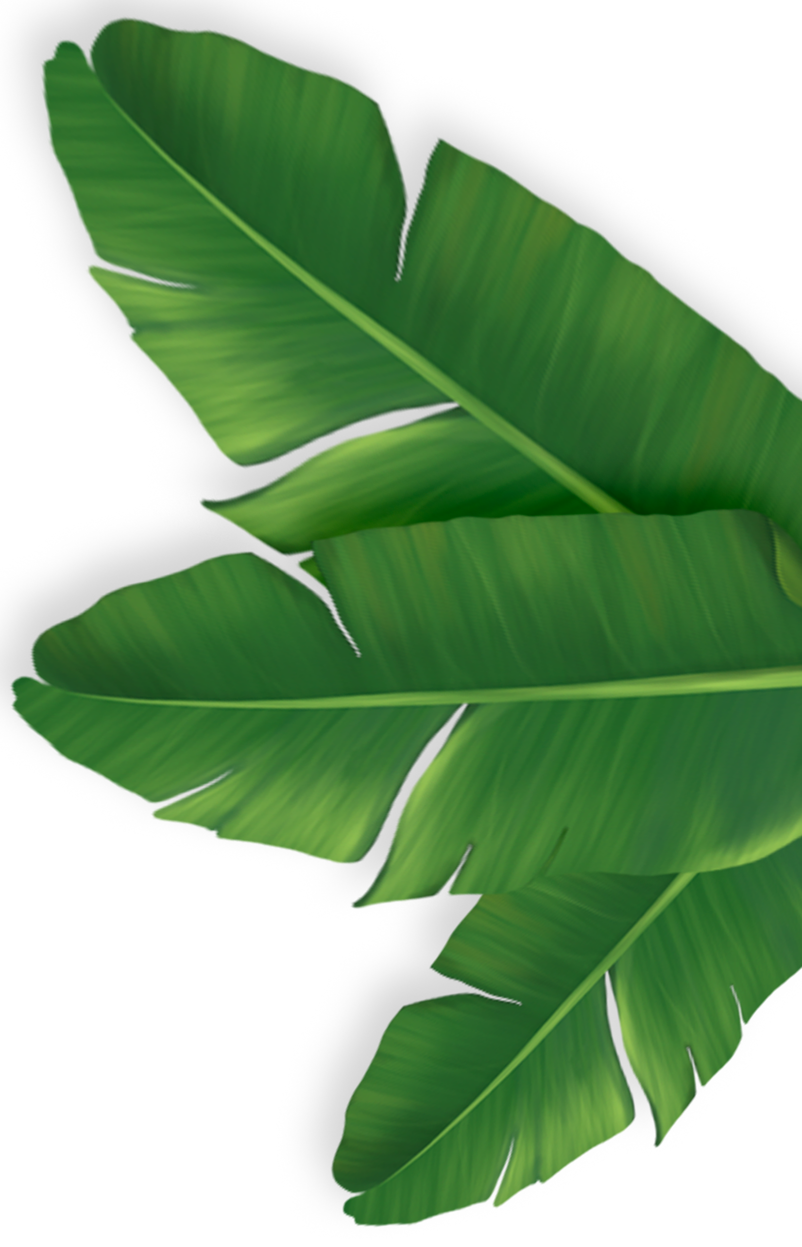 https://dushi.cafe/wp-content/uploads/2025/01/tropical_banner_background-2.png